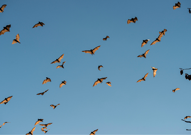 Colony of flying fox in flight.